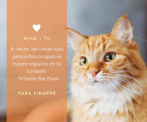 display banner 300x250